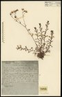 Saxifraga platypetala Sm. 
