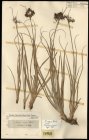 Scirpus asper J. Presl & C. Presl. 