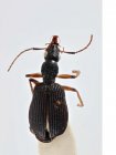 Drypta