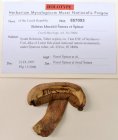 Boletus kluzakii