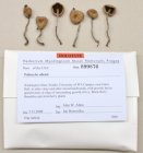 Psilocybe allenii