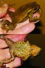 Holotyp Rhinella yunga 