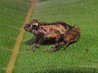 Správné určení této žáby rodu Pristimantis je předmětem spolupráce s peruánskými a americkými herpetology