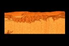 Digitální trojrozměrný snímek vnějšího otisku vnější kostry trilobita rodu Sao, mikroCT.